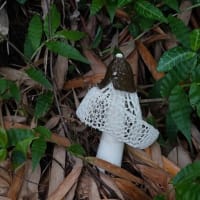 キヌガサダケ