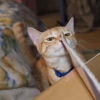 なな