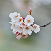 2022/4/6   今日の花たち ・ 春が来た！