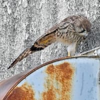 チョウゲンボウ幼鳥