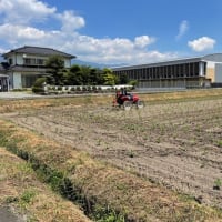 大豆圃場の中耕作業第２弾