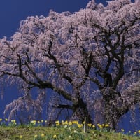 一目千本桜  ～  福島の桜