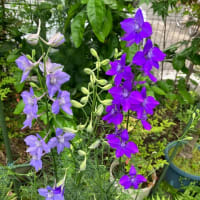 庭の草花「ラークスパー」