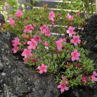 庭のサツキ 紅花と白花