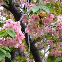 ２０２４・４・１９　新緑の皇居東御苑は、ツツジ満開、八重桜満開、リンゴの花満開、シャガ満開、色々咲く。