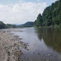 7/8-12 鮎釣り解禁して２週間だが北越三面川は🐟魚の成長遅れて群れ鮎が多いかなー❕❓