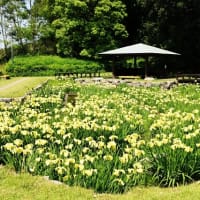 今治市大西町の藤山健康文化公園で菖蒲が咲いています