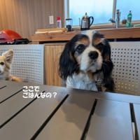 ｢アルトピアーノ蓼科｣のトレーラーハウス～2025GW長野旅行①