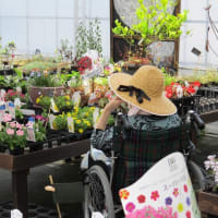 白梅の森　花を購入の巻