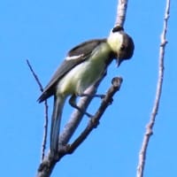 家原大池公園から神野公園