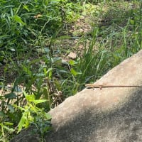 ペニーで遊んで、三舟山へサイクリング