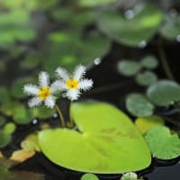 白花伝（ガガブタ）