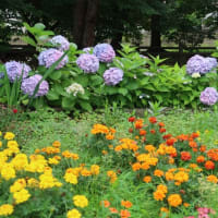 やってきました紫陽花の時