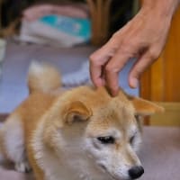 小春ほっそりと！・・・犬の衣替え