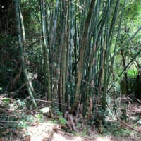 知念城跡！