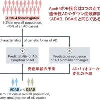 APOE4ホモ接合は遺伝性アルツハイマー病である！　―危険因子から原因遺伝子に変わる大きなインパクト―