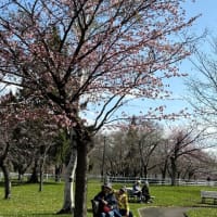 やっと、札幌にも桜が