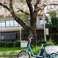 自転車と桜