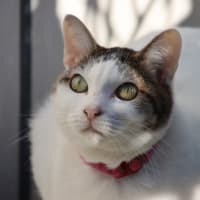 ご近所の猫・犬
