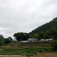 田植え…。