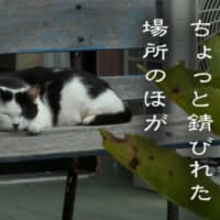 しばらくご無沙汰しておりました。