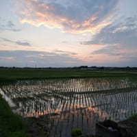 ねじ花見っけ・・・♪