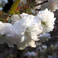 浜寺公園の八重桜が満開、赤銅色の月