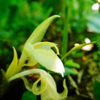 ミョウガの花が咲きました！（板橋区立赤塚植物園 2025.7.13 撮影）