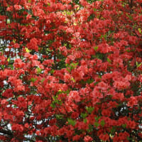 ヒマラヤの青いケシの花が咲いた六甲高山植物園を訪ねて（PartⅢ）