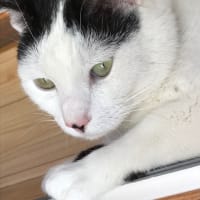 スペシャルドリンク