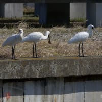 コシアカツバメ＆クロツラヘラサギ・ヘラサギ