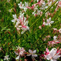 綺麗だと思った花