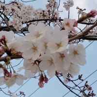 第１７７回　４月１９日（土）
