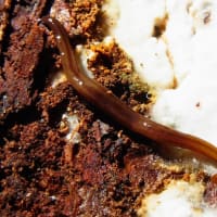 ミスジコウガイビル Bipalium trilineatum ？：きのこ観察会にて