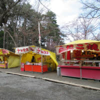 北海道神宮の桜
