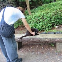 祇園　円山公園の桜猫たち