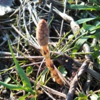 白菜とゆで卵の激うまサラダ 田舎のトトロ