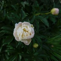 庭の花