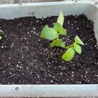 ミニトマトの苗植えました。