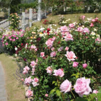 過去の写真～5月花風景　バラ 9