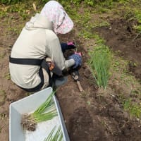 ネギの植替え終了