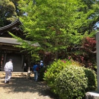藤の名所　白毫寺（びゃくごうじ）へ　