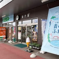 大きなカワハギの煮付けです