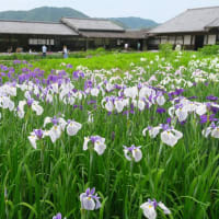 掛川市・加茂花菖蒲園
