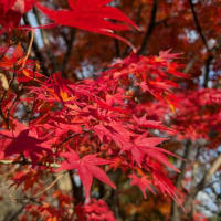 中学マーチング全国大会で銀賞　＆　近くの紅葉　＆　玄関のにわかクリスマス