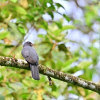 コスタリカ紀行　第1日目　サラピキ編　その５／ヒワコンゴウインコ　オグロキヌバネドリ　ヒロハシハチクイモドキ　ワキチャアメリカムシクイ　ニッケイカザリドリモドキなど