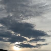 アルコール浸けに期待