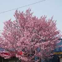 町の桜　満開！