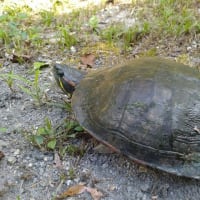 2025-07-05 Photo