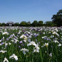 今年の大和中央公園の花菖蒲